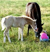 Our New Zealand Kiwi Cosmic, sired by AI